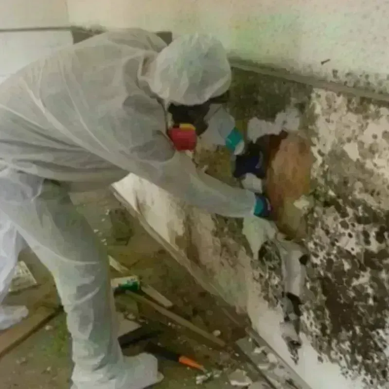 Mold Remediation and Removal in Pine Manor, FL